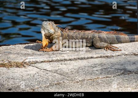 Large red iguana taking a sunbath at a South Florida pier, Stock Photo