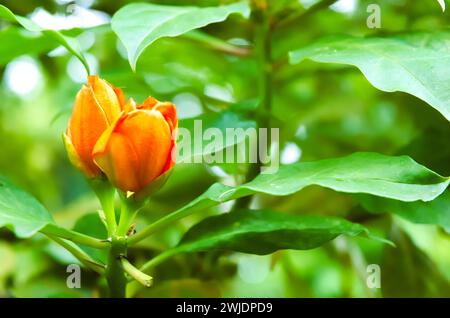 A species of leafy cactus native to moist forests with large rose-like orange-red flowers is called Leuenbergeria bleo sin. Pereskia bleo. The Seven S Stock Photo