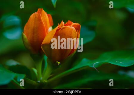 A species of leafy cactus native to moist forests with large rose-like orange-red flowers is called Leuenbergeria bleo sin. Pereskia bleo. The Seven S Stock Photo