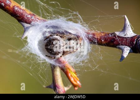 spider on a web in nature. macro. close up Stock Photo