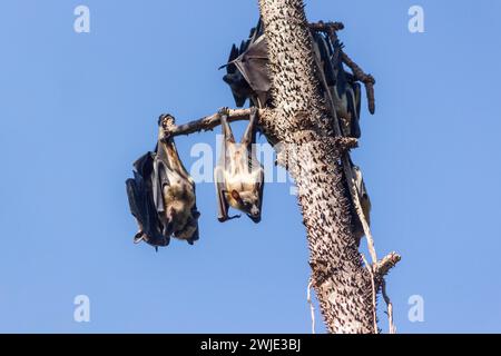 Straw-coloured fruit bats (Eidolon helvum) rest among the branches of a tree in Tunduru Botanical Garden, Maputo city Stock Photo