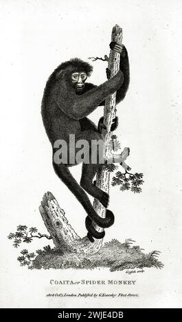 Old engraved illustration of Coaita or Spider Monkey (genus Ateles). Created by George Shaw, published in Zoological Lectures, London, 1809 Stock Photo