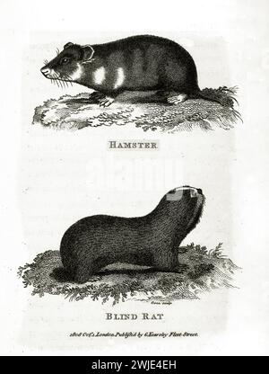 Old engraved twin illustration of Blind Rat and Hamster. Created by George Shaw, published in Zoological Lectures, London, 1809. Stock Photo