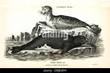 Old twin engraved illustration of Pied Seal and Common Seal. Created by George Shaw, published in Zoological Lectures, London, 1809. Stock Photo