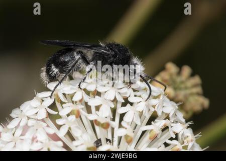 Male Velvet Ant attending Trachymene flowers. Stock Photo