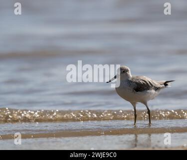 A solitary and rare Nordman's Greenshank wading in the shallow rich waters of the Cairns Esplanade in Far North Queensland in Australia. Stock Photo