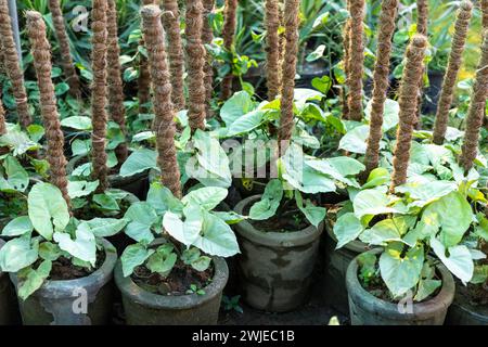 Syngonium plants growing in pots in plant nursery. Stock Photo