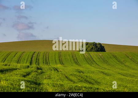 A view in rural Sussex with young crops growing beneath a blue sky Stock Photo
