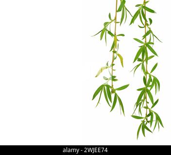 Sprig of willow isolated on white background. Willow , fluffy buds. Happy Easter concept. Concept for nature, ecology and conservation. Stock Photo