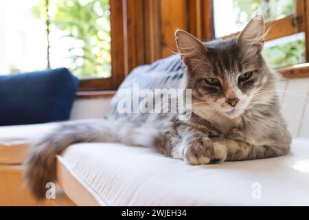 A fluffy gray cat lounges comfortably on a home sofa Stock Photo