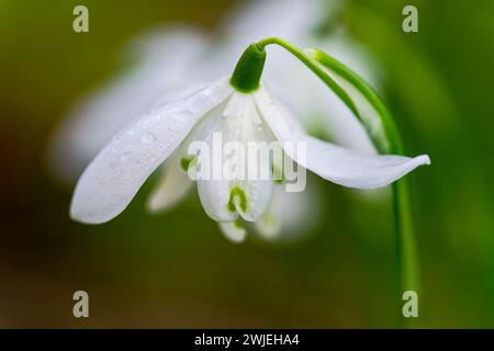 A close up of a single Snowdrop flower, (Galanthus nivalis) isolated against an out of focus background Stock Photo