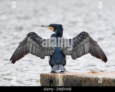 A solitary Cormorant, (Phalacrocorax carbo), with wings stretched wide and perched on a fence rail in a freshwater lake in Blackpool, Lancashire, UK Stock Photo