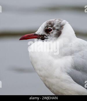 A close up of the head of a Black Headed Gull, (Chroicocephalus ridibundus), in non-breeding colours Stock Photo