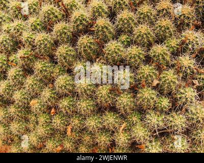 a close up of  many-headed   barrel cactus in natural bridges national monument, near Blanding, utah Stock Photo