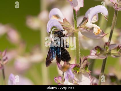 Berlin, Germany. 24th June, 2023. 24.06.2023, Berlin. A Violet carpenter bee (Xylocopa violacea) collects nectar from a blossom in a garden. Credit: Wolfram Steinberg/dpa Credit: Wolfram Steinberg/dpa/Alamy Live News Stock Photo