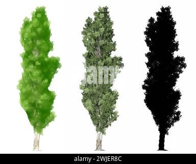 Set or collection of Lomardy Poplar trees, painted, natural and as a black silhouette on white background. Concept or conceptual 3d illustration for n Stock Photo