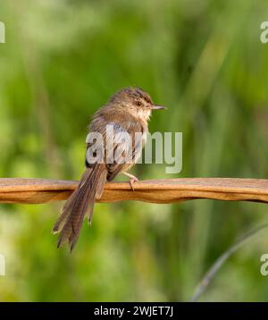 plain prinia, also known as the plain wren-warbler or white-browed wren-warbler, is a small cisticolid warbler found in southeast Asia. Stock Photo