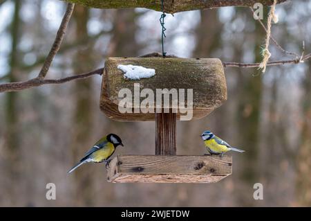 The two birds perched on a wooden bird feeder. Parus major and Cyanistes caeruleus Stock Photo