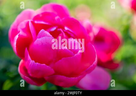 Floral background. Peony (Paeonia) – the thornless rose.  Vivid pinkish-purplish-red color - fuchsia color. Soft focus. Stock Photo