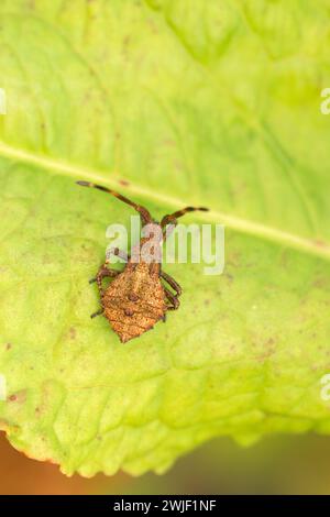 Closeup common, Dock bug (Coreus marginatus). Macro photo Dock bug in natural environment. Stock Photo