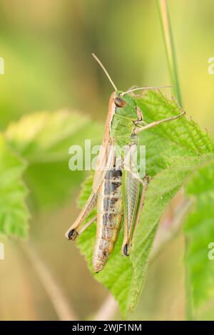 Closeup on the European meadow grasshopper, Pseudochorthippus parallelus sitting in vegetation in natural environment. Detailed macrophotography. Stock Photo