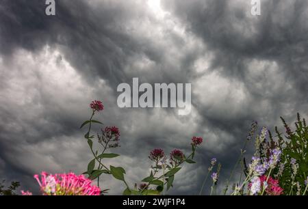 Dramatic mammatus clouds heavy with moisture taken from a garden in Yorkshire, England, UK Stock Photo