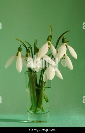 Beautiful delicate snowdrops flowers in glass vase Stock Photo