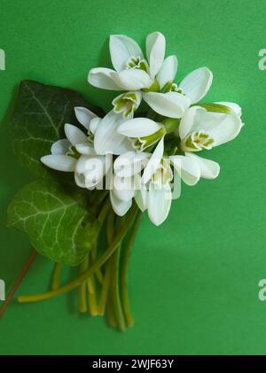 Closeup of white fresh snowdrops flowers with green ivy leaf bouquet Stock Photo
