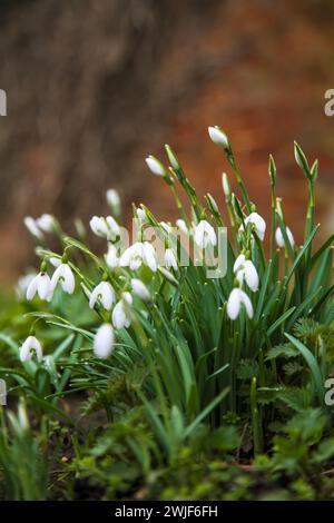 SNOWDROP (Galanthus nivalis) one of the first signs of spring. Snowdrops growing on UK woodland floor. Stock Photo