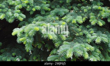 first leaves , sunny spring day.Fir trees grow in spring.Beautiful Fresh spring Natural background. Sunny day. web banner. Spring nature. Advertising. Stock Photo