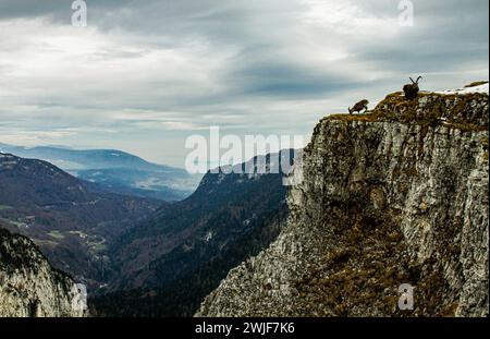 A pair of alpine ibexes (Capra ibex) at the edge of the Creux du Van in swiss jura in canton de Neuchâtel Stock Photo