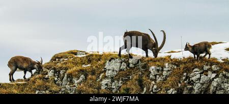 Alpine ibexes family on the rocks of the Creux du Van in swiss jura mountain (Capra ibex) Stock Photo