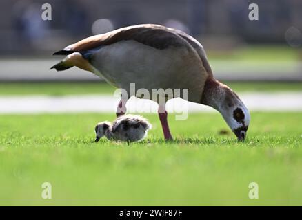 Stuttgart, Germany. 15th Feb, 2024. In the sunshine and mild spring-like temperatures, a Egyptian goose and its offspring search for food in the palace garden. Credit: Bernd Weißbrod/dpa/Alamy Live News Stock Photo