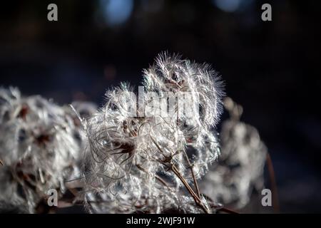Fluffy seeds of Manchurian clematis in the rays of the winter sun Stock Photo