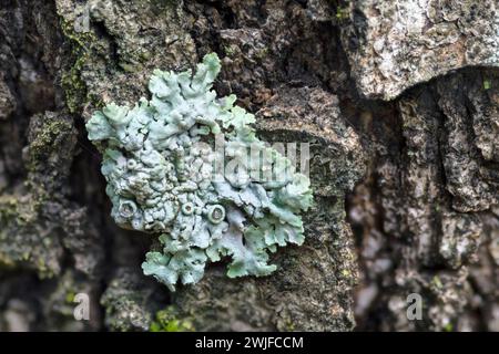 Rosette lichen on a tree trunk, genus Physcia Stock Photo