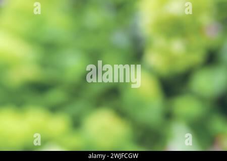 Blurred garden in spring nature outdoor background, Blur green tree park in summer background, banner, Defocus spring foliage countryside with abstrac Stock Photo