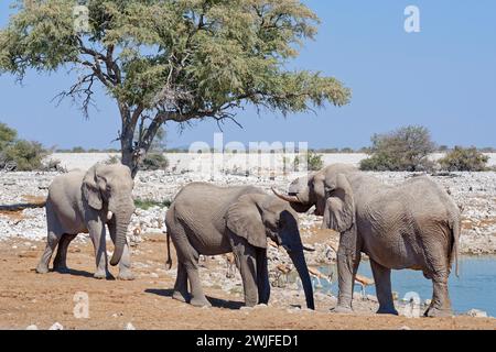 African bush elephants (Loxodonta africana), adult male elephants and springboks (Antidorcas marsupialis), drinking at Okaukuejo waterhole, Etosha NP, Stock Photo
