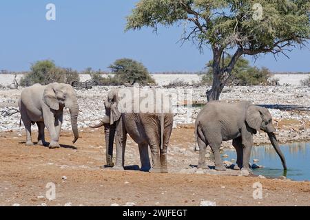 African bush elephants (Loxodonta africana), three adult male elephants drinking, Okaukuejo waterhole, Etosha National Park, Namibia, Africa Stock Photo
