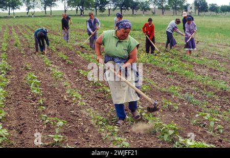 Romania, Tulcea, farm workers are weeding in a field as an alternative to insecticide use. Stock Photo
