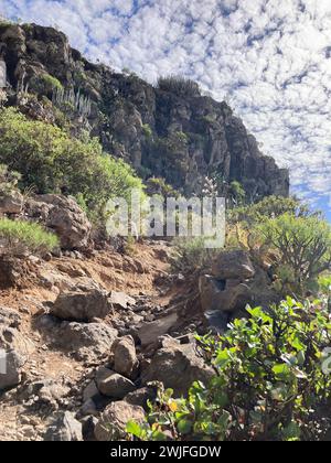 Cacti in scenic landcape of Canary island Tenerife. View from hike to mountain Roque del Conde from village Arona. Stock Photo