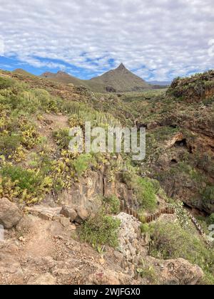 Cacti in scenic landcape of Canary island Tenerife. View from hike to mountain Roque del Conde from village Arona. Stock Photo