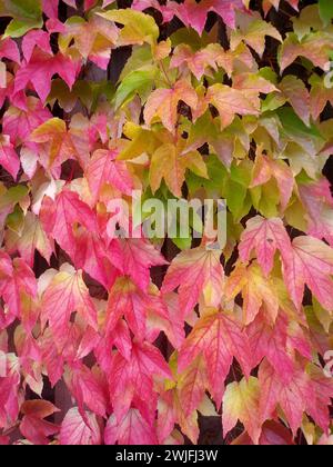 Fall foliage leaves ranking on a wall in an ombre look Stock Photo