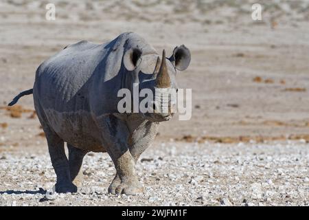 Black rhinoceros (Diceros bicornis), adult female covered in wet mud, facing camera, walking towards the waterhole, Etosha National Park, Namibia, Stock Photo