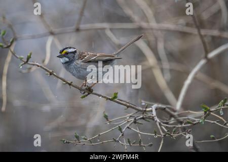 white-throated sparrow, Zonotrichia albicolli, in Spring, perched in a tree, Brownsburg-Chatham, Quebec, Canada Stock Photo