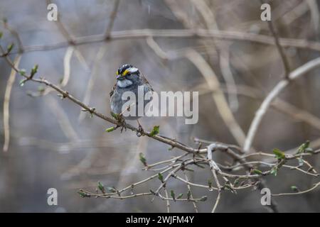 white-throated sparrow, Zonotrichia albicolli, in Spring, perched in a tree, Brownsburg-Chatham, Quebec, Canada Stock Photo