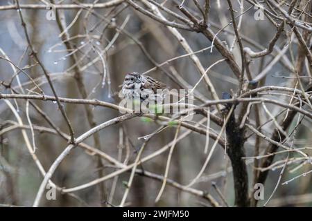 Song sparrow, Melospiza melodia, perched on tree branch in Spring, Brownsburg-Chatham, Quebec, Canada Stock Photo