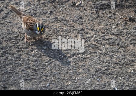 white-throated sparrow, Zonotrichia albicolli, in Spring, searching parking lot ilooking for seeds, Brownsburg-Chatham, Quebec, Canada Stock Photo