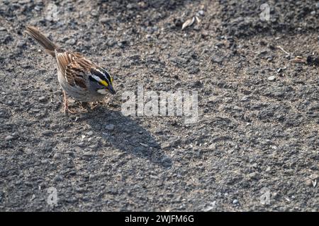 white-throated sparrow, Zonotrichia albicolli, in Spring, searching parking lot ilooking for seeds, Brownsburg-Chatham, Quebec, Canada Stock Photo