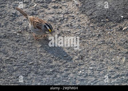 white-throated sparrow, Zonotrichia albicolli, in Spring, searching parking lot ilooking for seeds, Brownsburg-Chatham, Quebec, Canada Stock Photo