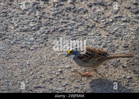 white-throated sparrow, Zonotrichia albicolli, in Spring, searching parking lot ilooking for seeds, Brownsburg-Chatham, Quebec, Canada Stock Photo